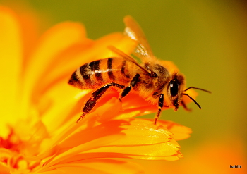 Die Honigbiene / Sommer 2023