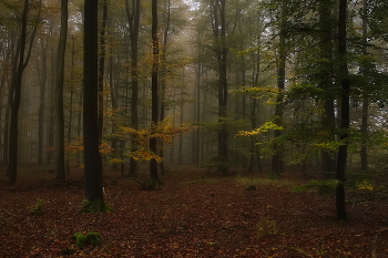 Autumn Gatchina / ***