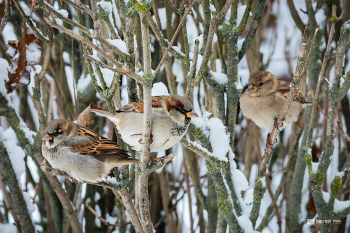 Sparrows / ***