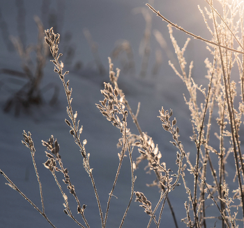 In den Strahlen der Wintersonne / ***