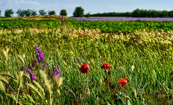 Door Into Summer / ***