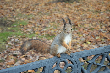 Eichhörnchen / ***