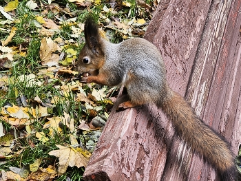 Eichhörnchen / ***