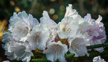 Rhododendron / ***