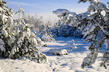 Winterwald. / ***