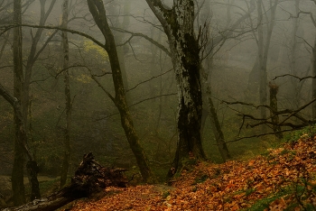 Nebliger Morgen / ***