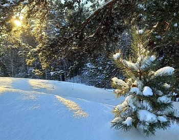 Weihnachtskarte / ***