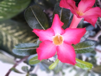 Cambodian Flowers / Japanese Cambodia  or adenium (Adenium) is a species of ornamental plant, the stem is large, the bottom resembles a tuber, the stem does not have cambium, the roots can enlarge to resemble a tuber, the shape is