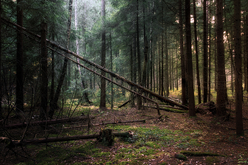 in den herbstlichen Wald / ***