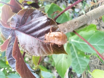 Bark beetle / A beetle that is molting