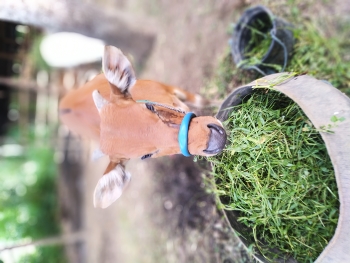 Cows eat grass / A cow eating grass