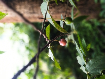 Ripe cherry fruit / Ripe red cherry fruit on a tree