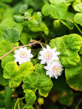 Mini passion fruit flowers / Mini passion fruit flowers blooming in the sun