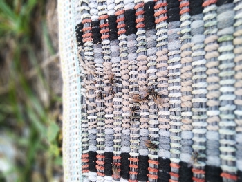 Society of flies / Flies looking for food on the carpet