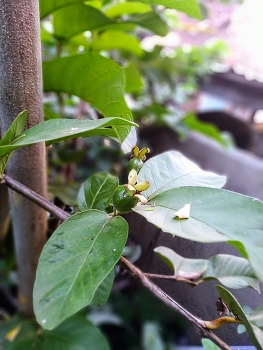 Guava fruit is still young / Guava fruit is still small and green