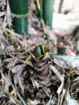 Bamboo shoots / Small bamboo saplings are green