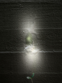 Environment II / With a plant