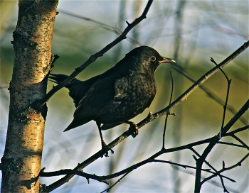 Blackbird / ***