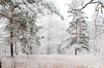 Winterlandschaft / ***