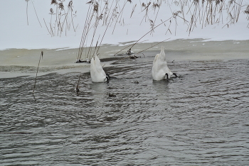 Synchronschwimmen / ***