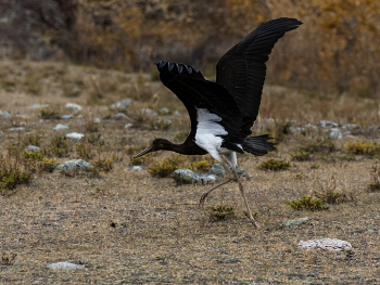 Black Stork / ***