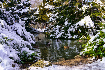 Winter-Teich / ***