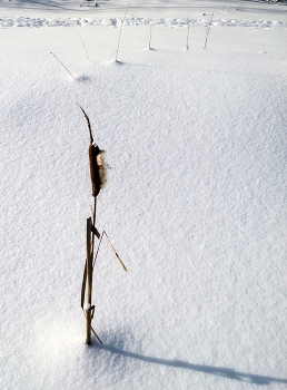 der erste Mann im Dorf ... / ***