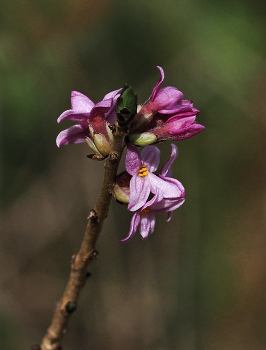 Frühblüher / Seidelbast (Daphne mezereum) eine der ersten Pflanzen die im Frühjahr Blüten Tragen