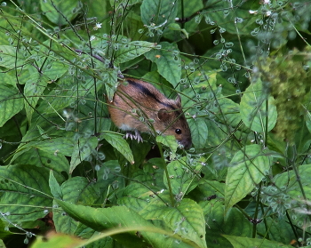 Maus / ***