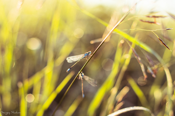 Dragonfly / ***