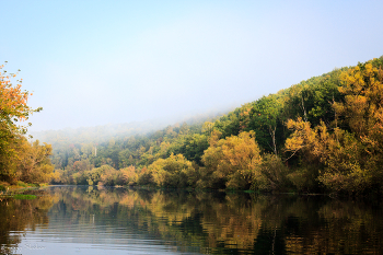 Misty forest / ***