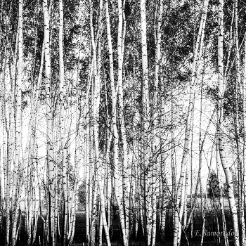 Birches / ***