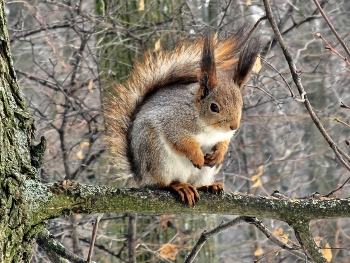 Eichhörnchen / ***