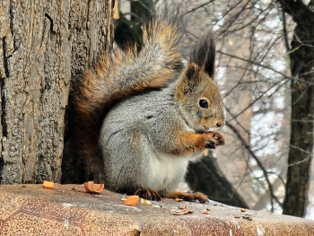 Eichhörnchen / ***