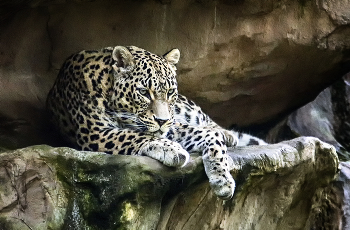 Leopard / ***