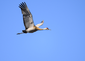 Sandhill crane / Sandhill crane