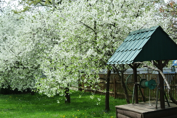 Der Kirschgarten / ***