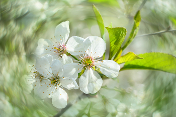 Frühling. / ***