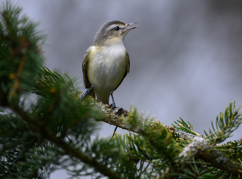 Warbling vireo / Warbling vireo