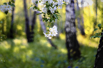 &nbsp; / Helios 44-2