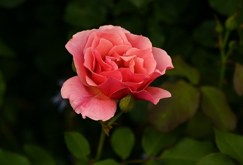 Rose / ***