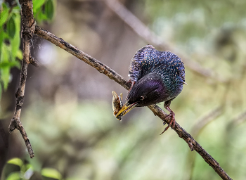 Starling. / ***