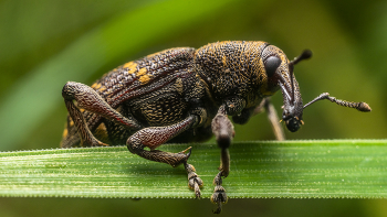 Weevil / ***