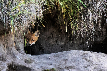 Alien Übertreten / ***