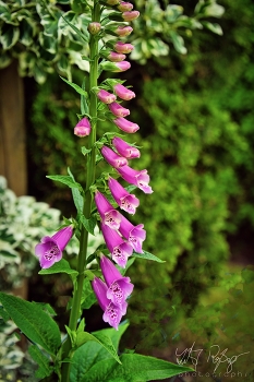 Poison Ivy / Roter Fingerhut wild im Garden.