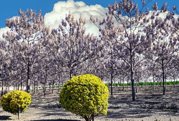 Reus - arbres en flor a la Riera de la Quadra (Crta. Constantí) - Baix Camp / Reus - arbres en flor a la Riera de la Quadra (Crta. Constantí) - Baix Camp