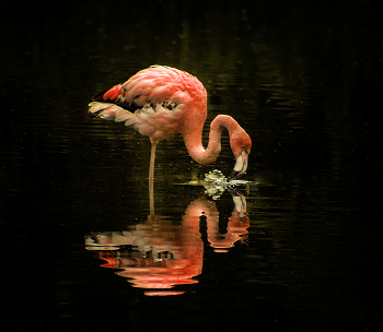 Flamingo / ***