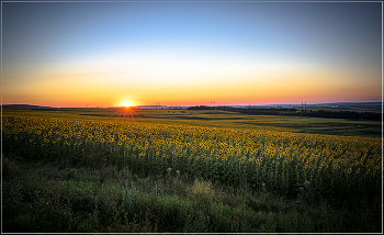 Sonnenblumen / ***