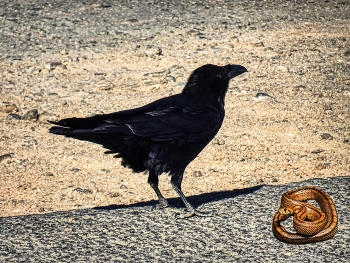 Betancuria (Fuerteventura) - corb i serp - Iles Canàries / Betancuria (Fuerteventura) - corb i serp - Iles Canàries