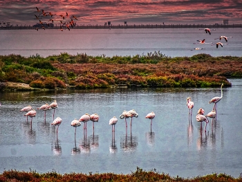 Delta de l'Ebre - Llacuna de la Tancada (flamencs) - Montsià / Delta de l'Ebre - Llacuna de la Tancada (flamencs) - Montsià